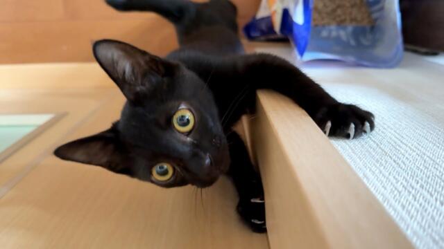 ひたすら喋っている猫