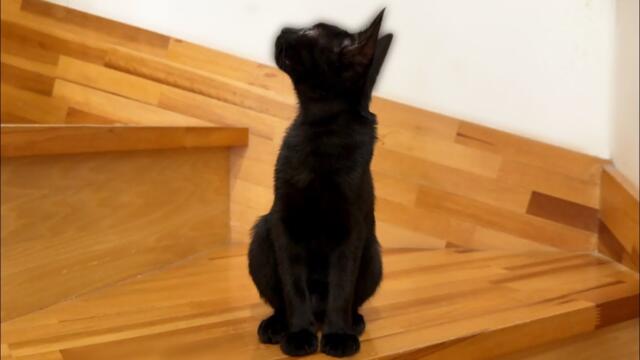 ひたすらゴロゴロ言ってる猫