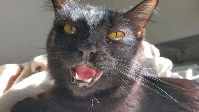 Zinia naptime super cute chatter meow weird strange talking cat