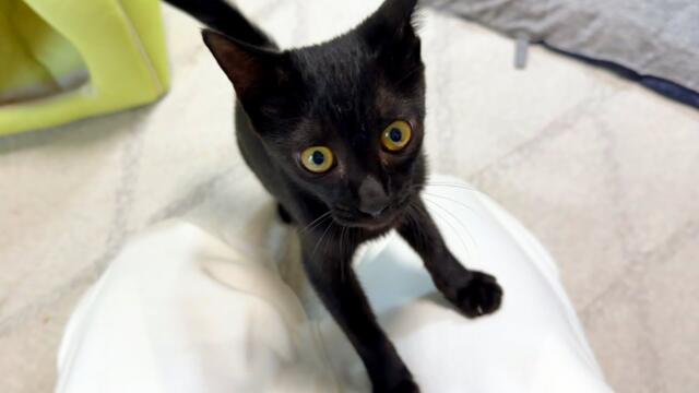 甘えん坊女子【猫】