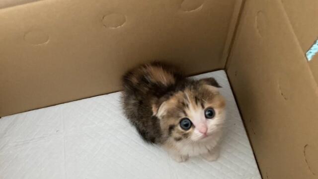 はじめて子猫が家にきた。。