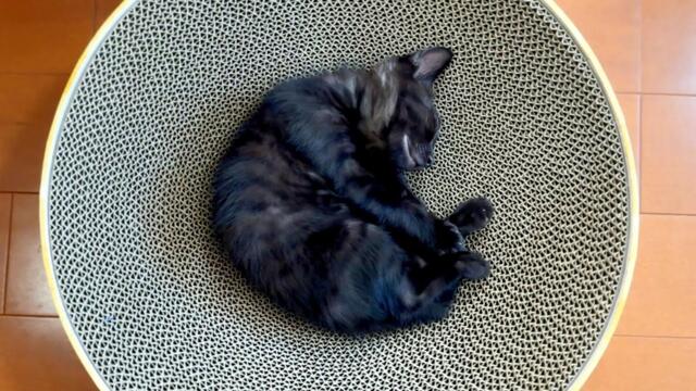 初めて爪とぎを買ってあげたら子猫がこうなっちゃいました