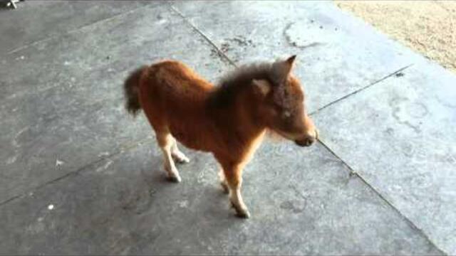 Baby miniature horse chasing me