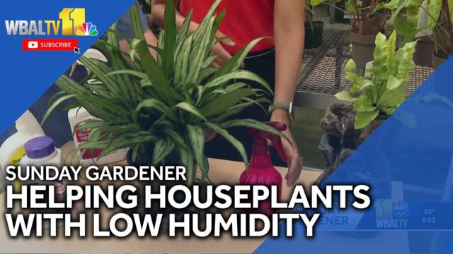 Sunday Gardener: Helping plants adjust to fall's lack of humidity