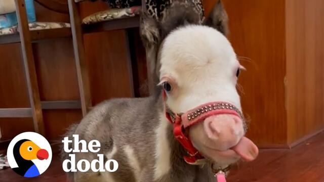 The Smallest Horse In The World Sits At... The Dinner Table? | The Dodo Little But Fierce