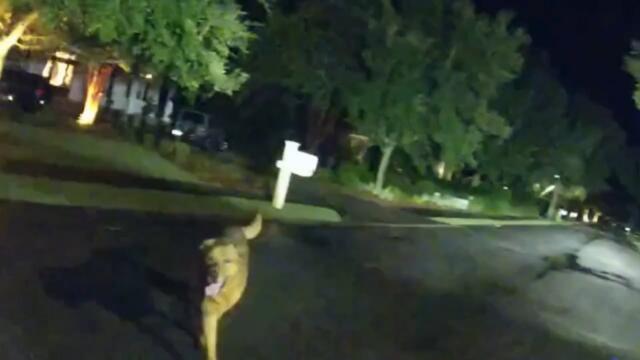 Dog Leads Sheriff's Deputy To Missing Grandma In Florida