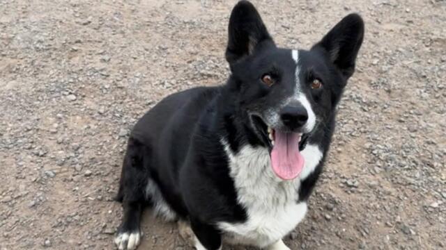 California Dog Reunites With Owner After Being Found In Chicago