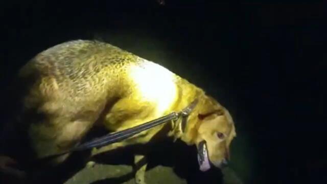 Dog Hailed Hero After Leading Cop To Fallen Elderly Woman