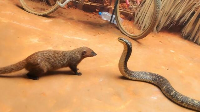 Cobra vs Mongoose: This is Why it Gets So Many Views