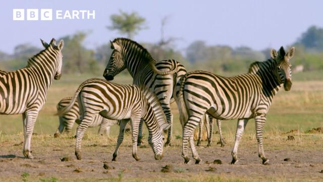 How Oceanic Events Can Affect Zebra Migration | Nature's Great Migrations | BBC Earth