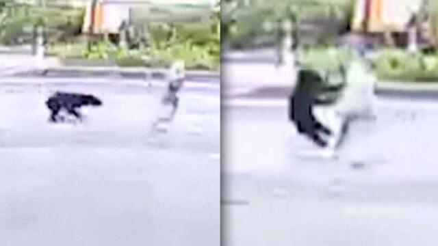 82-Year-Old Woman Attacked By Bear In Japan