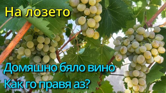 Бране и залагане на бяло домашно вино и ракия