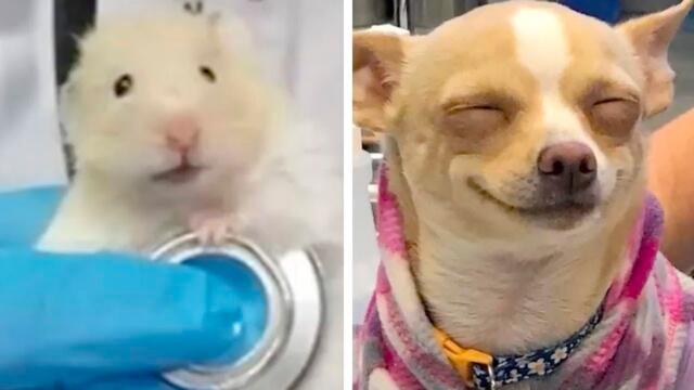 Будни ветеринара без прикрас