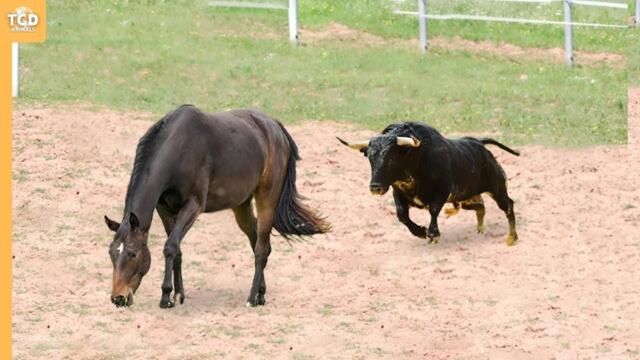 Guess What Happened When This Bull Attacked the Horse!