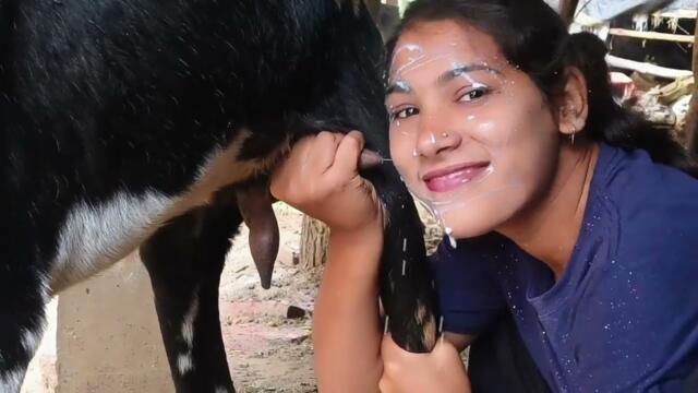 Milking #milk #sugar #milk #farming #cow #yogurt #milkshake #butter #agro #milkyway #c