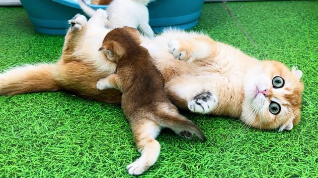 The Bold Kitten Who Refused to Let Go! Subtitles