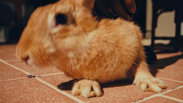 Feloni19 - Force Lakka Rabbit (Official Video) Richpree