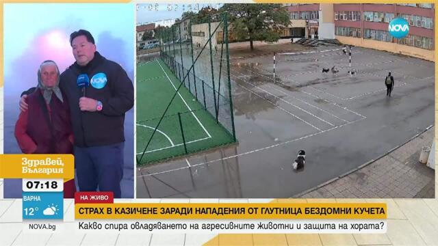 Напрежение в Казичене заради глутница бездомни кучета, нападащи хора и животни