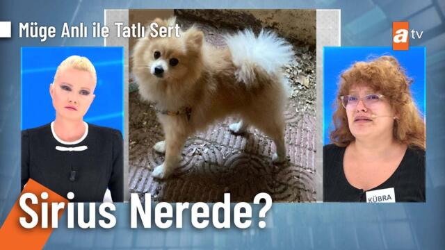 Ümraniye'den 5 Ekim'de kaybolan Sirius'u arıyoruz! - Müge Anlı ile Tatlı Sert 15 Ekim 2025