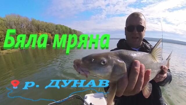ДУНАВКИ МРЕНИ на фидер !  Feeder fishing on the Danube! Pescuit la feeder pe Dunăre!