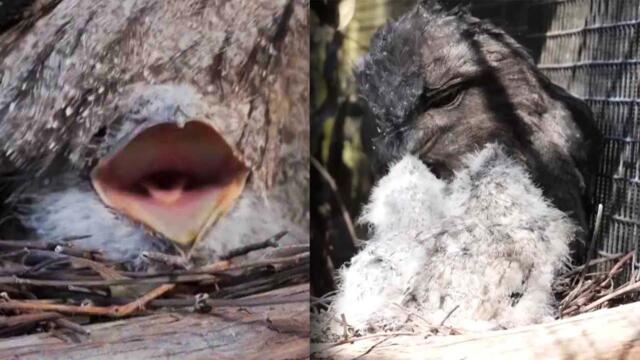 2 Muppet-Looking Chicks Hatch At Sanctuary In Australia