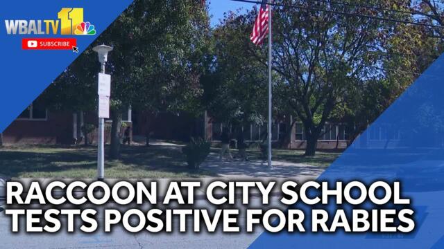 Raccoon found at Baltimore City school tests positive for rabies
