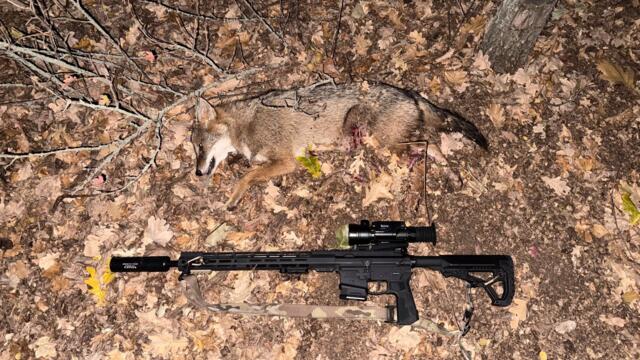 Пара вечеров охоты на шакала в Волгоградских степях в полнолуние. Прицел Sytong XM06-50LRF.