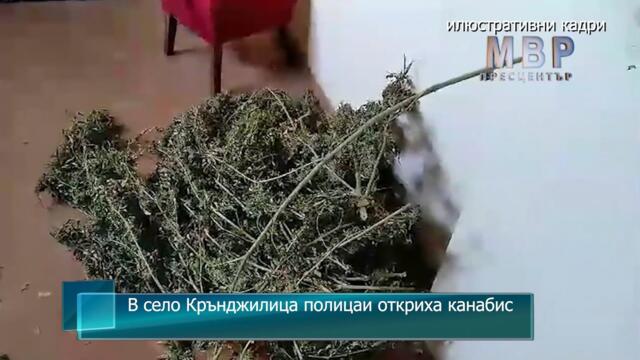В село Крънджилица полицаи откриха канабис