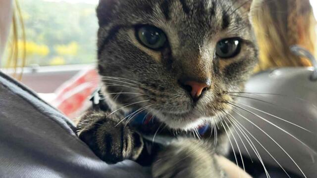 Cat Sneaks Into His Family's Vacation