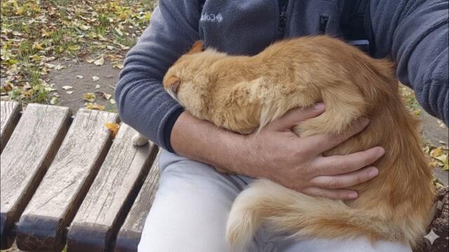 The orange cat protects me from other cats and sleeps in my arms.