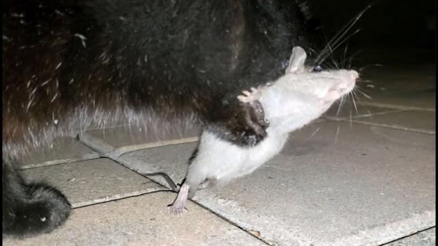Cornered mouse eaten by cat