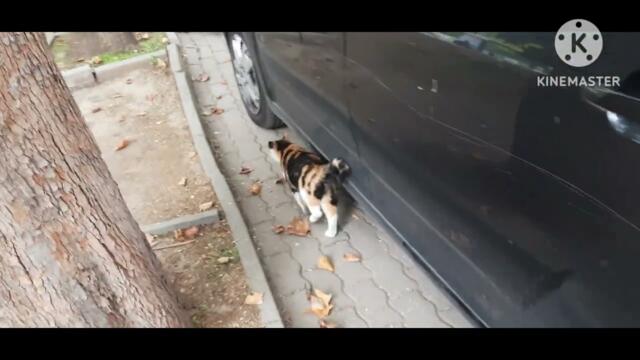 Трицветна котка с изключителна шарка