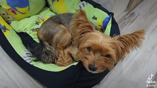 #йоркимини #йорки_щенки