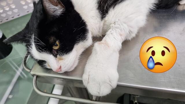 Pusic is very ill... The saddest video ever