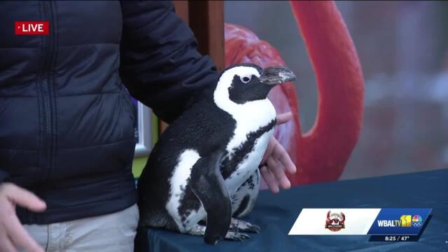 Penguins greet the runners at The Maryland Zoo