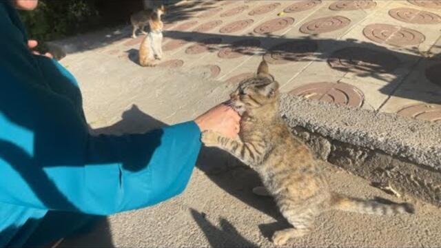 Four very cute teenage kittens who wanted to play and be petted and fed.