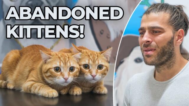 TERK EDİLDİLER! (2 Kediyi Kapımızın Önüne Atıp Gitmişler!)