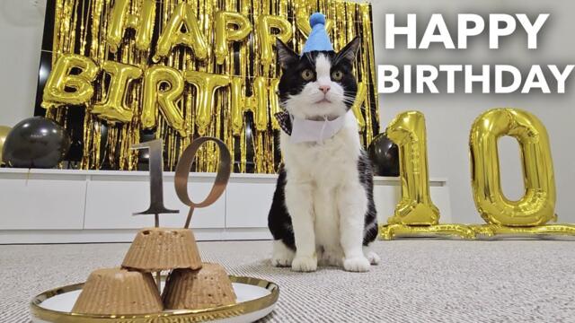 I'm Celebrating 10 AMAZING Years with My Party Cat!