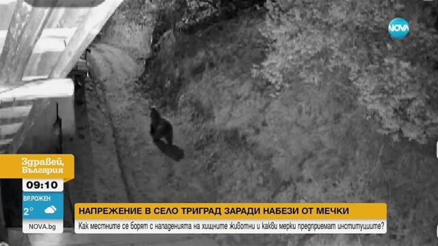 Мечки нападат домашни животни в Смолянско (ВИДЕО)