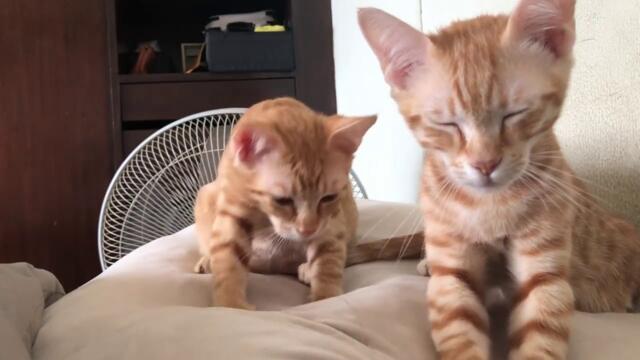 Happy Cats   Making biscuits