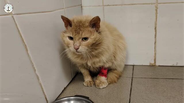 Unwanted since being sick, he cried the moment he finally felt hope