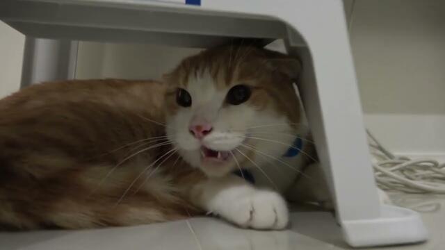 Angry cat attacks camera