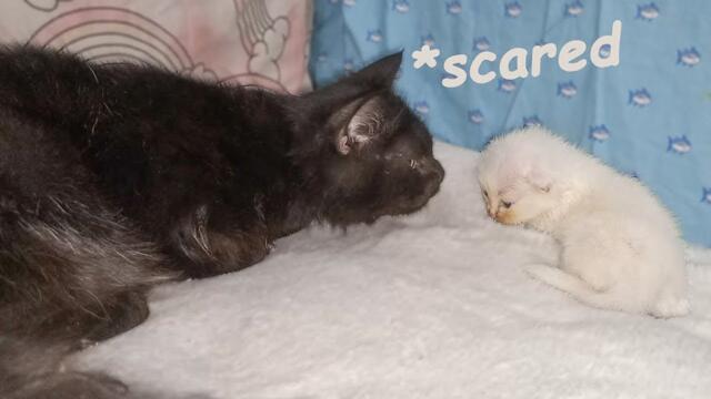 Scared Adopted Kitten Faces a Big Black Cat for the First Time 🙀 ~ The Poor Kitten Rescue