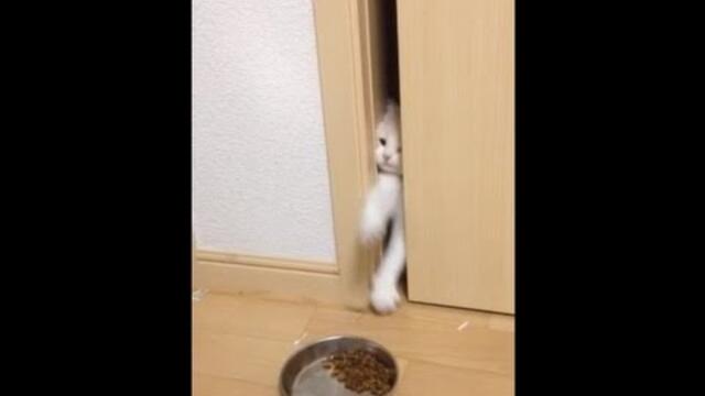 ご飯が食べたい子猫に意地悪しました