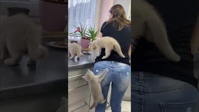 Why do cats act like they've never been fed before 😭 #cats #catsoftiktok #funnycats