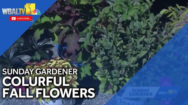 Sunday Gardener: Colorful fall flowers