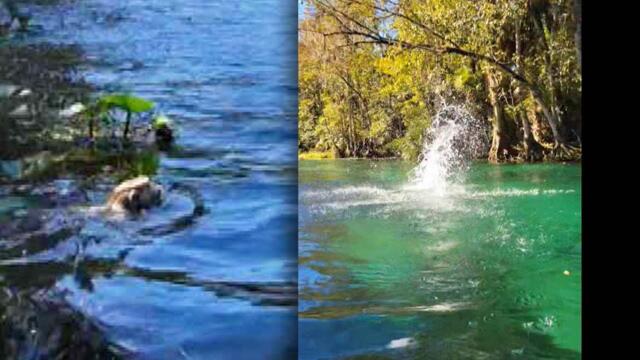 Is It Raining … Monkeys?