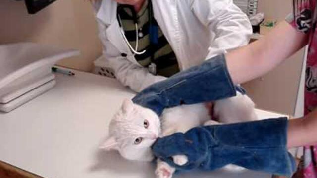 Unhappy Cat at the Vet