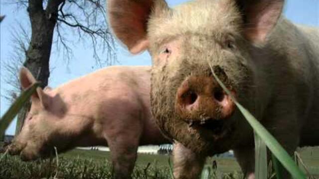 Хиподил - Въжен