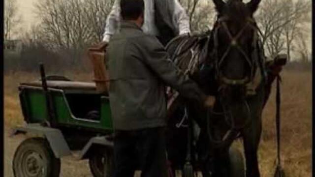 ork. maksim shen-kuchek-djapara